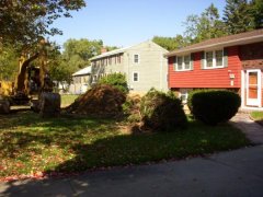 Removing our gnarly old bushes