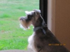 My baby Baxter