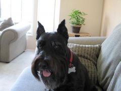 My first born...LOL This is Bailey!