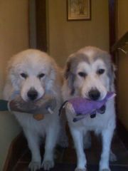 George & Mocha