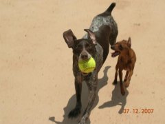 Sasha and Ringo playing fetch