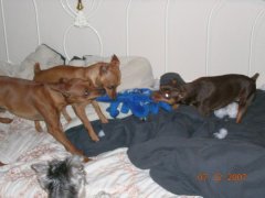Piper, Zoe and Ringo playing Tug of War