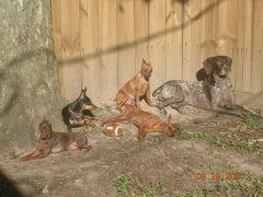 From Left to Right
Sasha, Zoe, Ringo, Monti and Piper