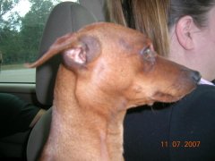 Ringo riding Shotgun