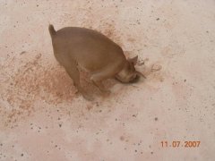Zoe digging up something