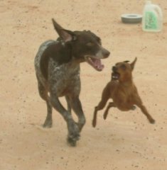 Sasha and Ringo run constantly