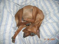 Ringo has always slept so odd
