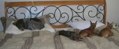 The girls in my bed