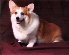 This is Grady my little boy. I miss him alot