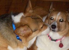 Sammy & Lovie