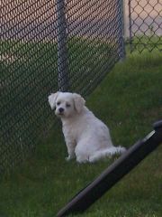 Sadie