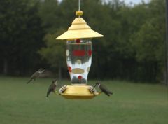 Hummingbirds.jpg