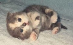 CUTE KITTY