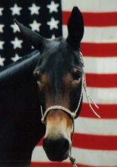 Mike the patriotic mule!!