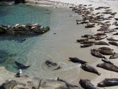 The seals at LaHolla Beach, CA!