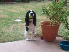 Brody