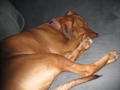 Bella Sleeping