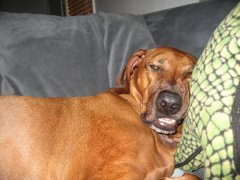 Pablo's squishy face