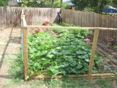 KC in the garden