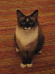 Princess 2007 066