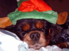 it,s a dogs life for candy