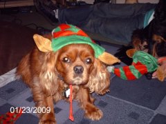 floss isn,t to happy with her elf hat