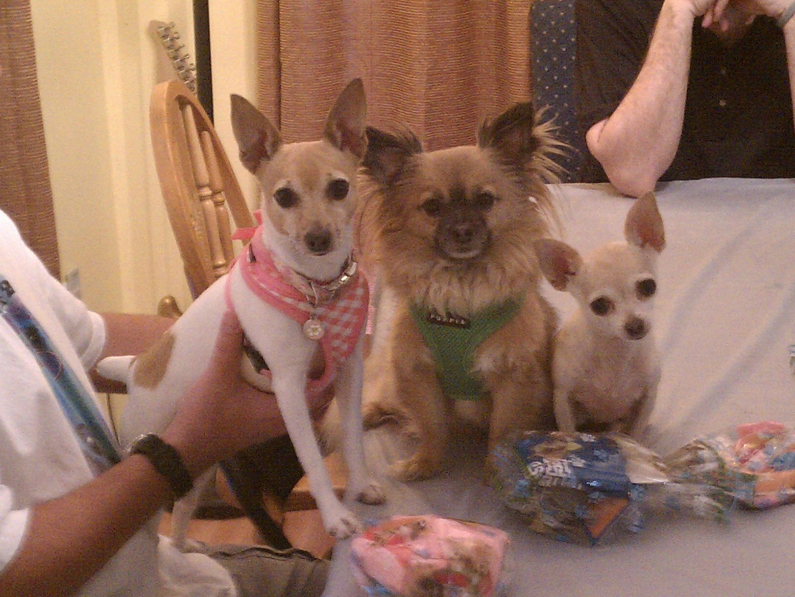 My fur babies