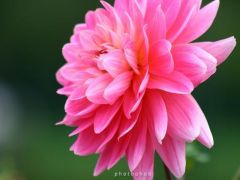 pink chyrsanthum.jpg