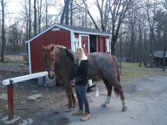 Sher Horse