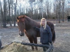 Horse