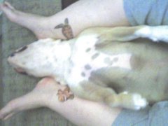 Upside down puppy