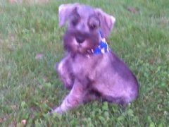 scruffygroomed