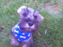 scruffygroomed3
