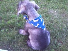 scruffygroomed2