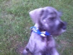 scruffygroomed4