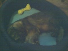 scruffysleeping