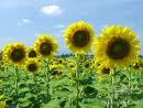sunflower fields
