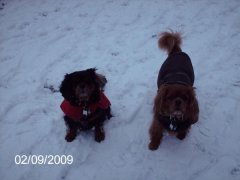 candy and floss having fun