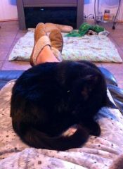 kitty cling-on