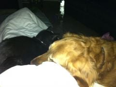 pets