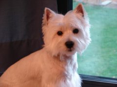 My favorite boy - Rascal