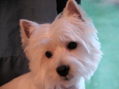 Rascal being attentive