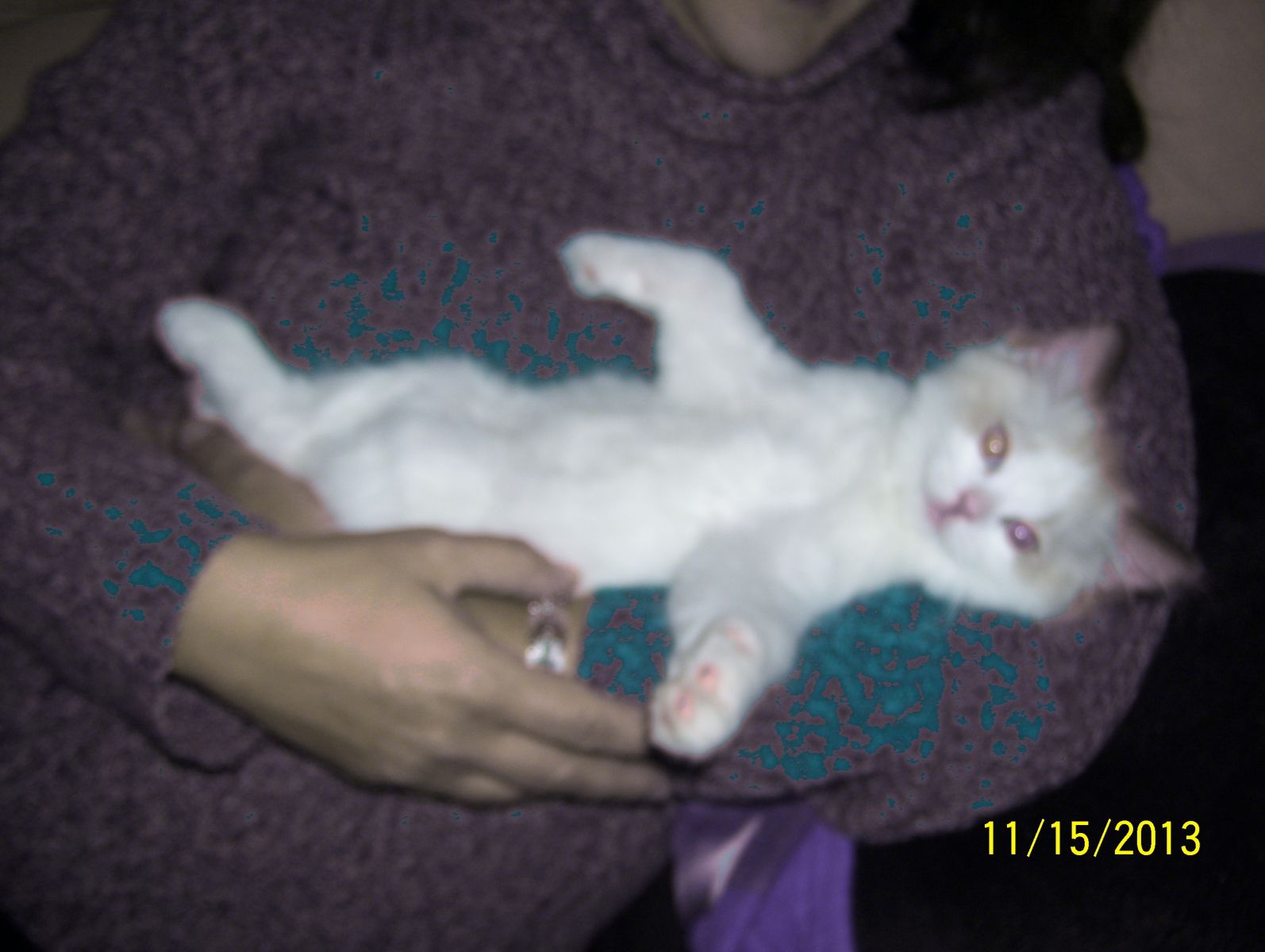 Pets