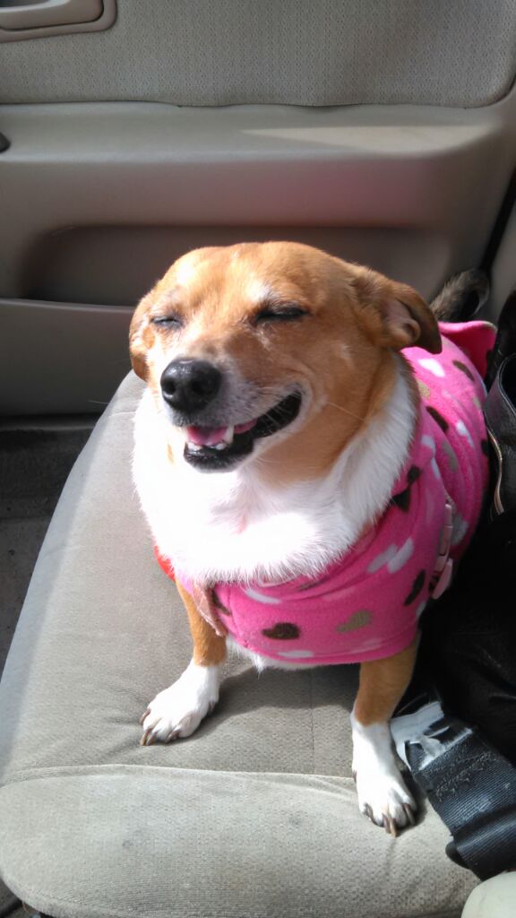 Diva Chiweenie Lola