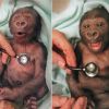 smiling baby gorilla