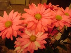 From Haruki