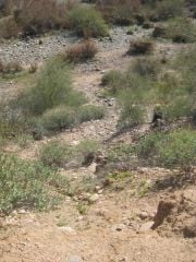 2 11 10
Trail walk at Usery Pass