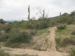 02 26 10
9 mile trail run/hike on Sonoran Desert Preserve!