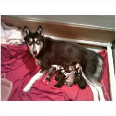 Spirit with new babys July 1