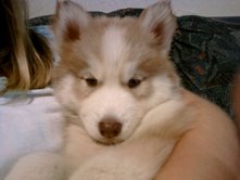 8 wks old